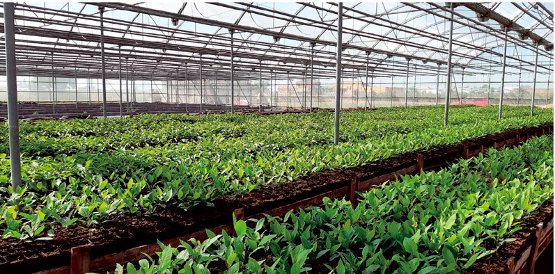 Imagen de la etapa: Nogal en vivero