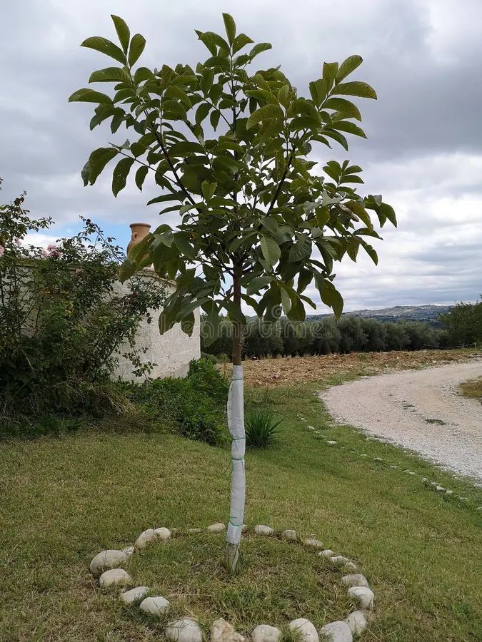 Imagen de la etapa: Nogal joven