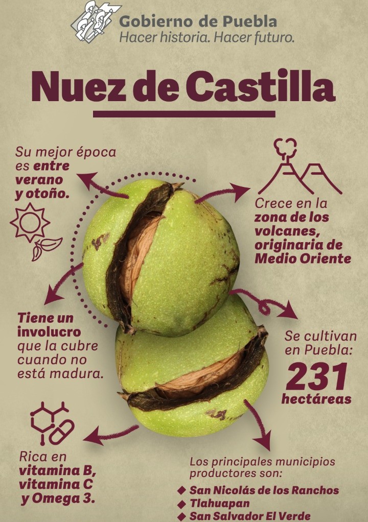 Imagen del tema: Nuez de Castilla en Puebla