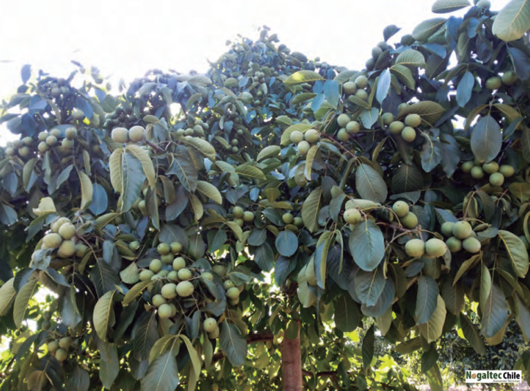 Imagen de la etapa: Nogal en producción