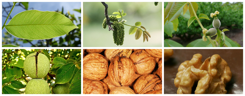 Imagen del hito: Investigación y modernización