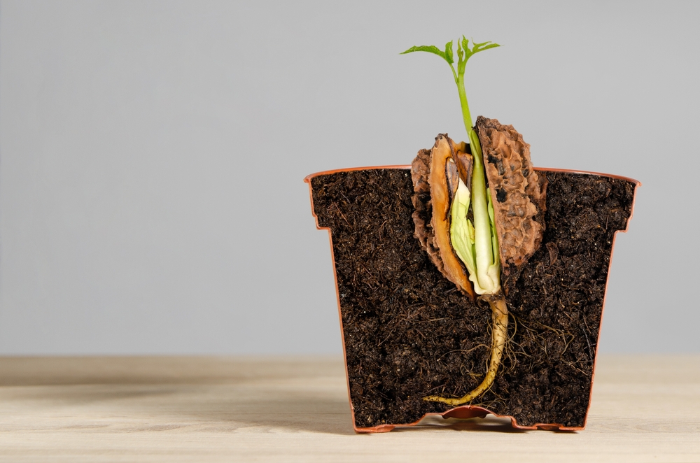 Imagen de la fruta: Semilla germinada